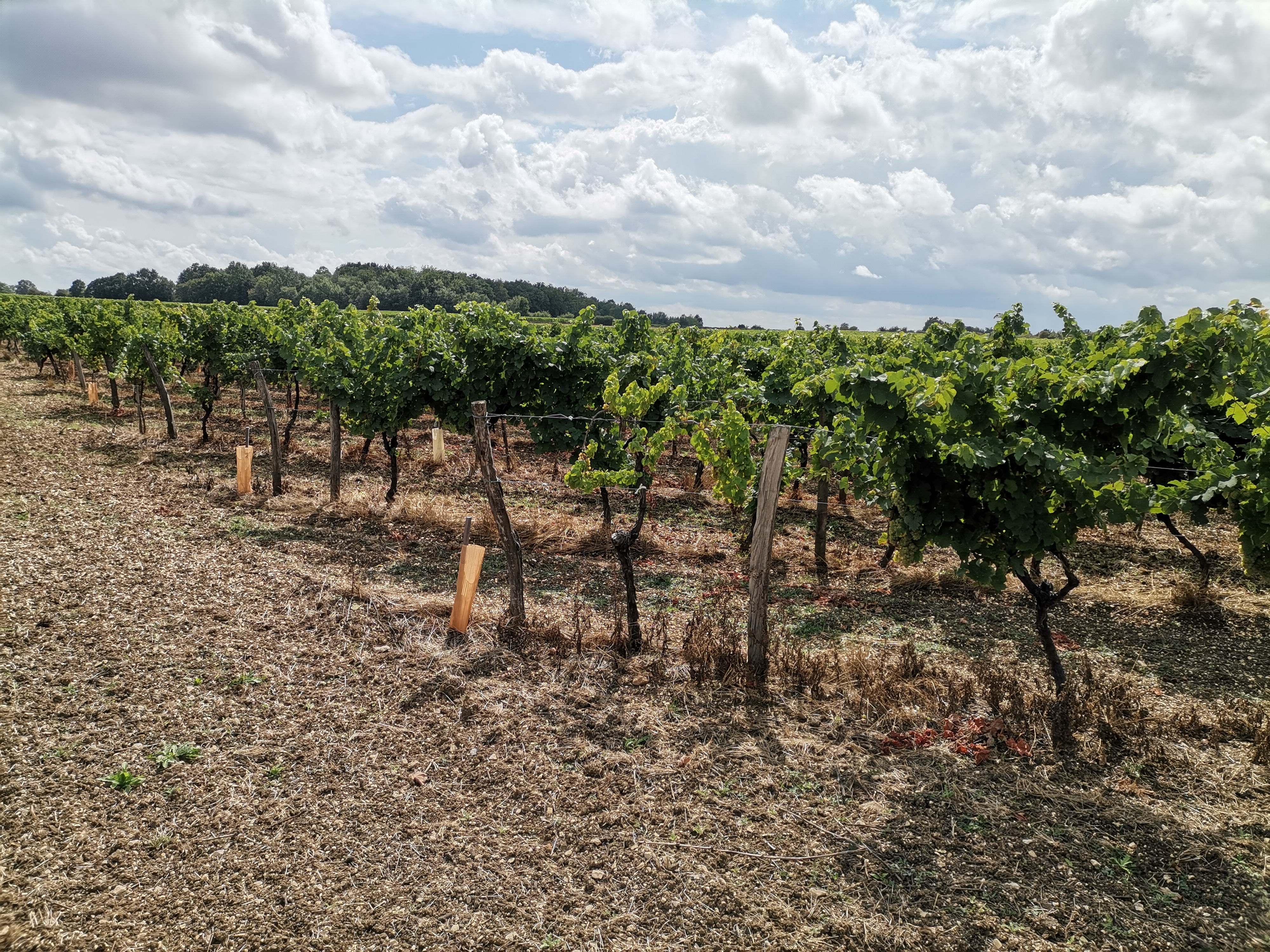 Vignes